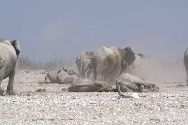 Afrika filleri Namibya 'da savanda yürüyorlar.