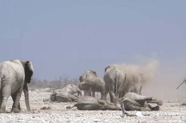 Afrika savanasındaki filler