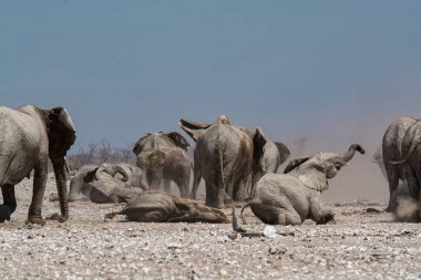 Namibya 'daki Etoşa Ulusal Parkı' nda vahşi beyaz filler