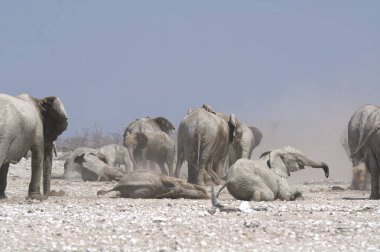 Fil etkin Milli Parkı'nda