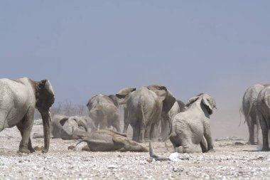 Afrika fili, etkin Milli Parkı, Namibya