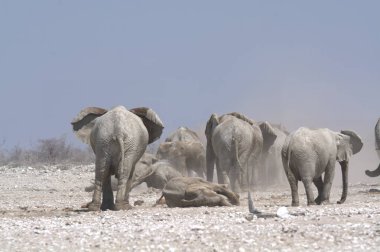 Çölde yürüyen bir fil.