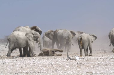 Afrika fili (afrika) içme suyu