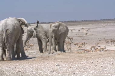 Afrika savanasındaki filler