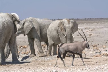 Afrika fili, etosha, namibya, Afrika