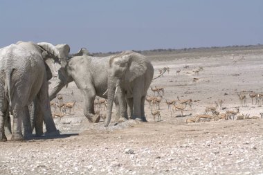 Etoşa 'daki bir grup Afrika fili.