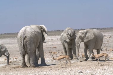Afrika fili (lodonta africana) içme suyu