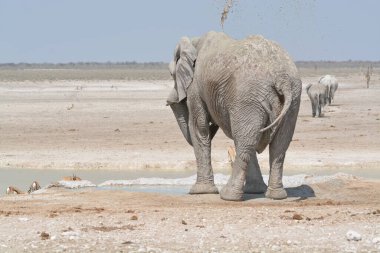 Su birikintisinden su içen bir fil.