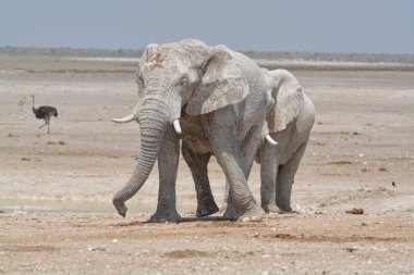 Etoşa safarisinde bir fil namibya