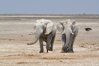 Suda yürüyen bir fil sürüsü.