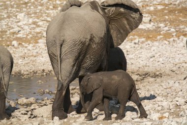 Fil ve anne ve bebek