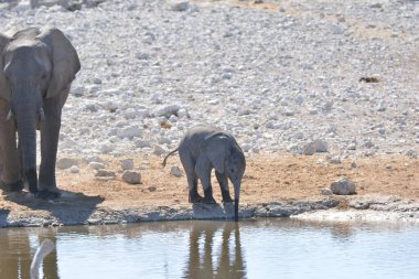 Sudaki bir grup fil.