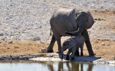 Sudaki genç bir Afrika fili.