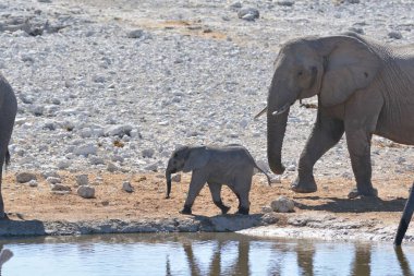 Namibya 'daki Etoşa Ulusal Parkı' ndaki filler