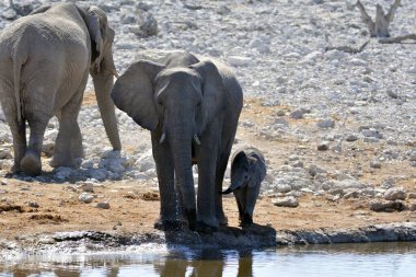Afrika filleri su birikintisinde su içiyorlar.