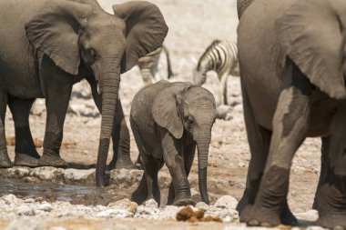 Afrika fil ailesi Güney Afrika 'daki Kruger Ulusal Parkı' nda su içiyor.