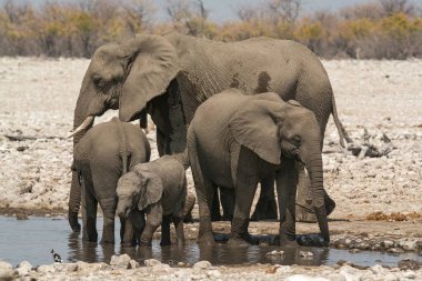 Etoşa Ulusal Parkı 'nın su birikintisinde su içen bir fil sürüsü.