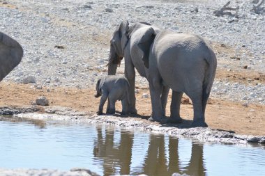 Bir delikten su içen Afrika filleri