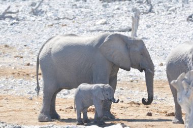 Kenya savanındaki fil