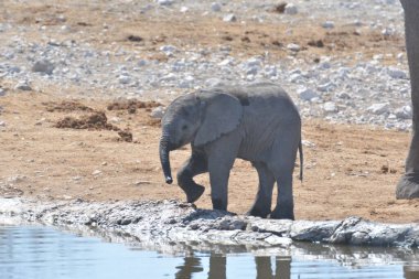 Etoşa Ulusal Parkı 'ndaki fil, Namibya