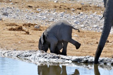 ziyarette200 Afrika fili