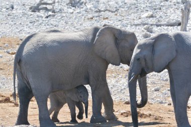 Afrika fili (Loxodonta africana )