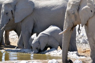 Su birikintisinden su içen fil..