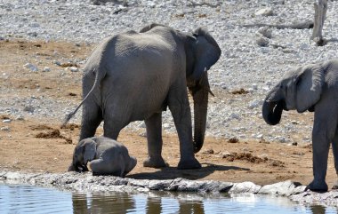 Sudaki fil, vahşi yaşam