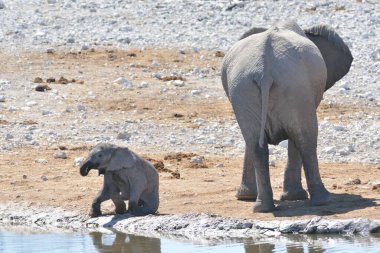 Sudaki su birikintisinden su içen fil.