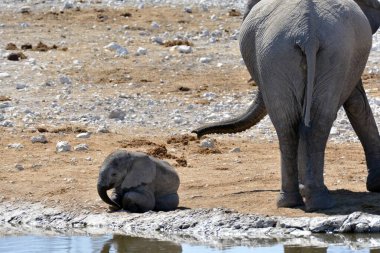 Su birikintisinde fil içiyor.