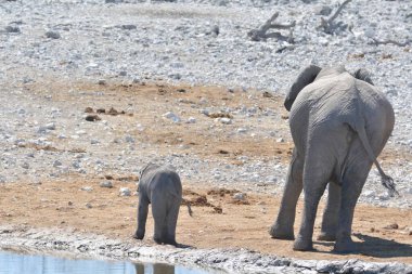 Afrika fili, Loxodonta afrika, içme suyu.