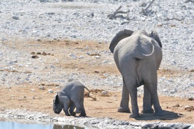 Annesiyle birlikte fil.