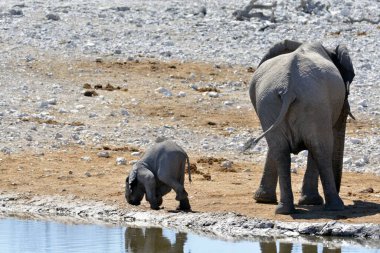 Güney Afrika 'daki Kruger Ulusal Parkı' ndaki su birikintisinden fil içme suyu.