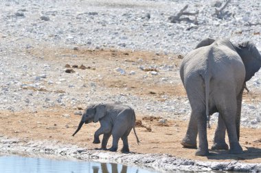 Afrika fili, Loxodonta Africana, içme suyu, Etoşa Ulusal Parkı, Namibya 'da sıcak bir delikte yürümek.