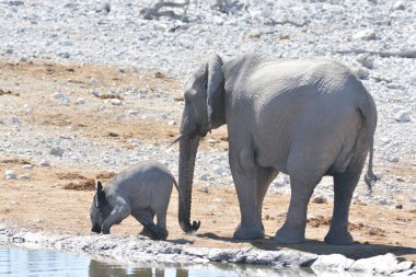 Sudaki Afrika filleri