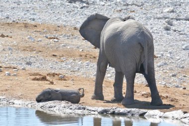 Genç bir Afrika fili ve güneşli bir günde genç bir fil..