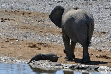 Afrika fili (Loxodonta africana) Güney Afrika 'daki Kruger Ulusal Parkı' nda içme suyu.