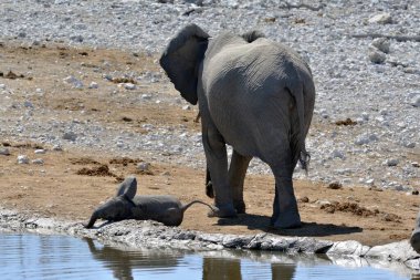 Fil yerde su içiyor.