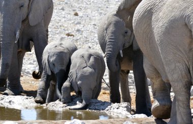 Afrika fili, Loxodonta Africana, Güney Afrika 'da bir delikte içme suyu.