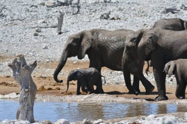 Su birikintisindeki fil.