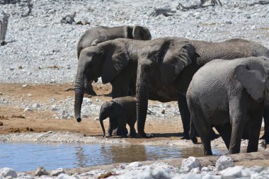 Su içen bir fil sürüsü.