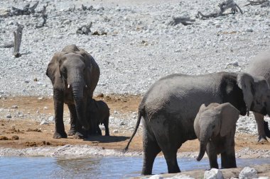 Doğal ortamdaki Afrika filleri.