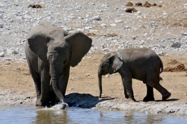 Su birikintisindeki filler