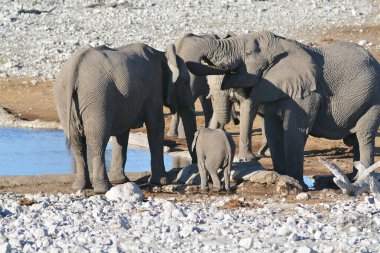 Bir grup fil bir fille oynuyor.