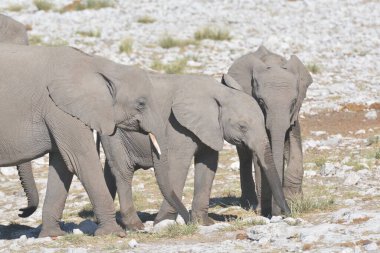Afrika 'nın vahşi ormanlarındaki fil ailesi Namibya