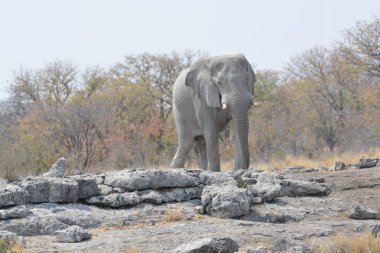 Afrika savanındaki fil.