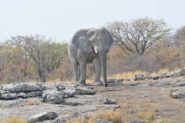 Namibya 'da büyük bir fil