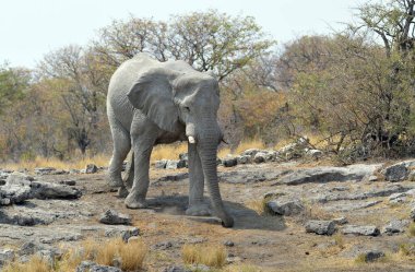 Zimbabwe savanındaki filler.