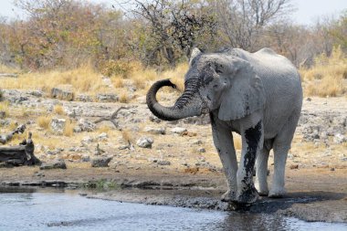 Çamurda su içen fil