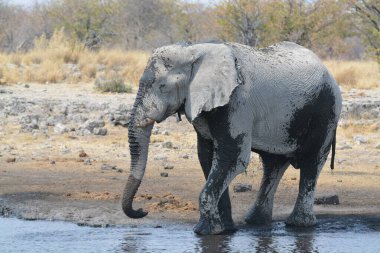 Afrika fili, Loxodonta Africana, Etoşa Ulusal Parkı, Namibya